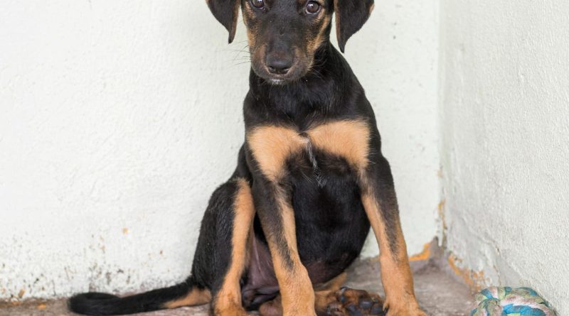 MPAM celebra decisão sobre acolhimento de animais resgatados