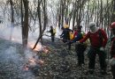 Amazonas avança no combate às queimadas e ao desmatamento