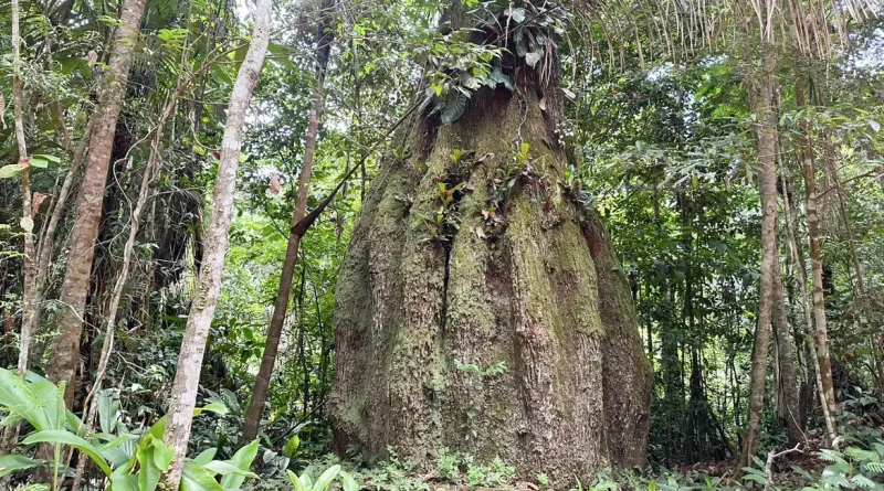 Brasília (DF), 02/09/2026 – Floresta Amazônica conservada em Caracaraí (RR) - Floresta Amazônica conservada em Caracaraí Foto: Fabíola Sinimbú/Agência Brasil